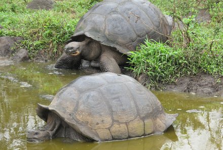 Galapagos Familienreise - Galapagos for family individuell - Schildkröten auf Galapagos