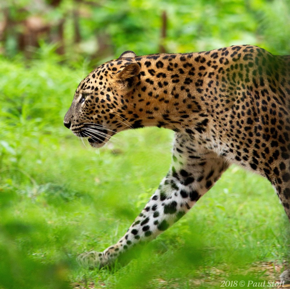 Reisefotografie mit Kindern - Leopard in Sri Lanka