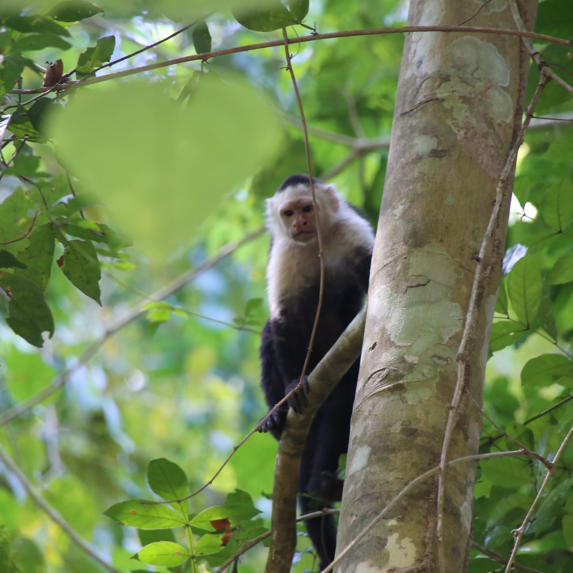 Costa Rica mit Kindern Erfahrungen - Costa Rica mit Kleinkindern - Costa Rica mit Kindern Blog - Affe