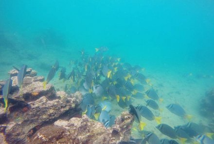 Galapagos for family - Galapagos Familienreise - viele bunte Fische unter Wasser