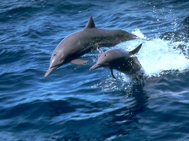 Südeuropa Familienreise - Delfinbeobachtung Azoren