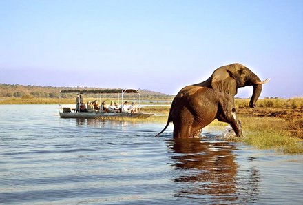Familienurlaub Botswana - Botswana Family & Teens - Elefant nahe Chobe Safari Lodge