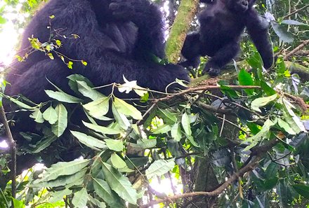 Uganda Familienurlaub - Uganda Family & Teens - Gorilla mit Baby im Baum