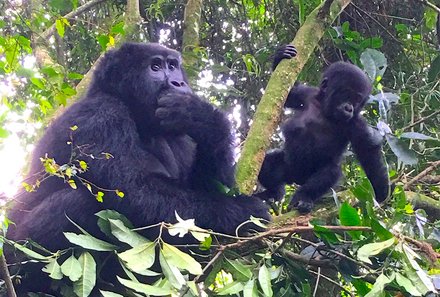 Uganda Familienurlaub - Uganda Family & Teens - Gorilla mit Baby im Baum