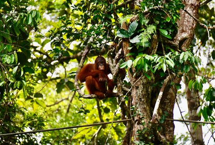Familienreise Malaysia - Malaysia & Borneo Family & Teens - Orang-Utan sitzt in Baumkrone im Semenggoh Wildlife Center