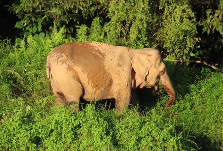 Familienurlaub Malaysia & Borneo - Malaysia & Borneo for family individuell - Flusssafari - Borneo-Zwergelefant