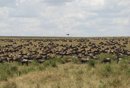 Kenia Familienreise - Kenia for family individuell - Massai Mara - Gnuwanderung