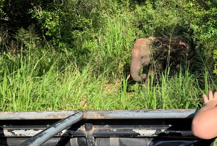 Sri Lanka Sommerurlaub mit Kindern - Elefant im Busch