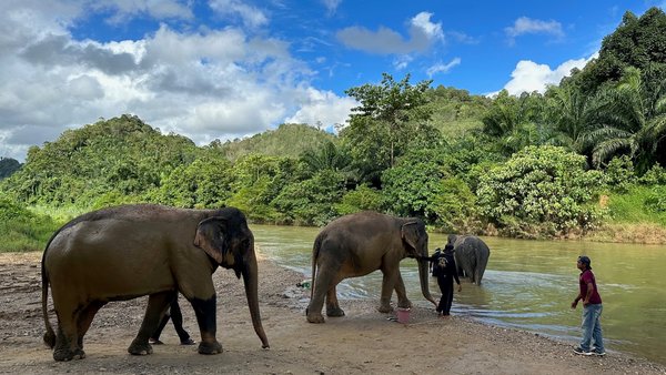 Thailand for family - Thailand Familienurlaub - Elefanten im Fluss
