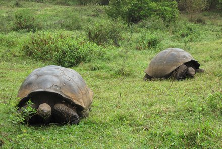 Galapagos Familienreise - Galapagos for family individuell - Schildkrötenranch