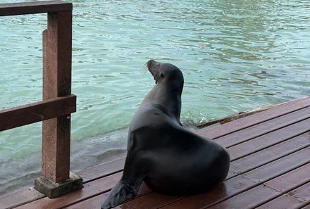 Familienreise Galapagos und Ecuador - Galapagos Family & Teens - Robbe auf einem Steg
