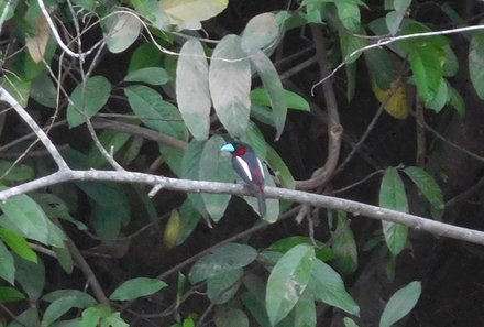 Familienreise Malaysia - Malaysia & Borneo Family & Teens - kleiner Vogel