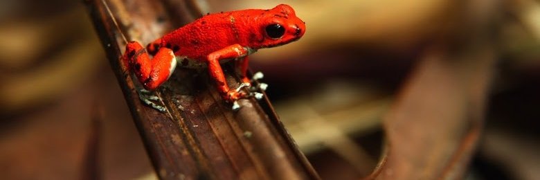 Familienreise Costa Rica - Roter Frosch