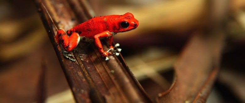 Familienreise Costa Rica - Roter Frosch