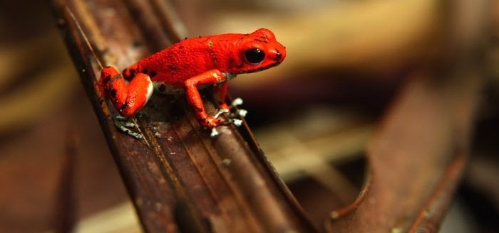 Familienreise Costa Rica - Gründe Costa Rica zu besuchen - Amphibie