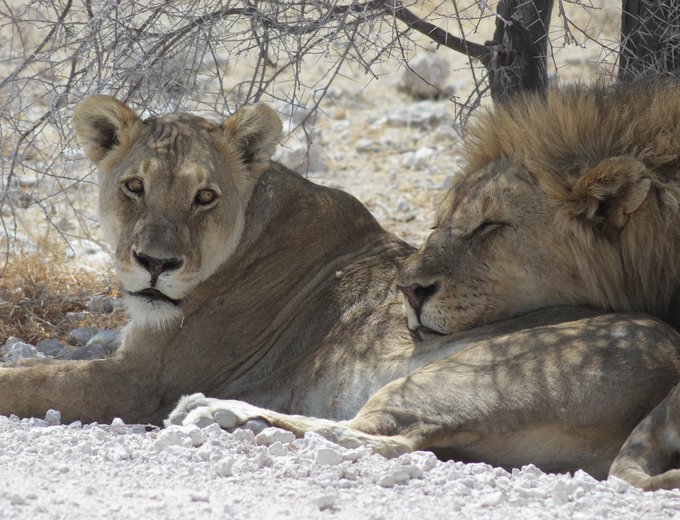 Namibia for family individuell - Namibia mit Kindern individuell - Namibia, Botswana & Simbabwe