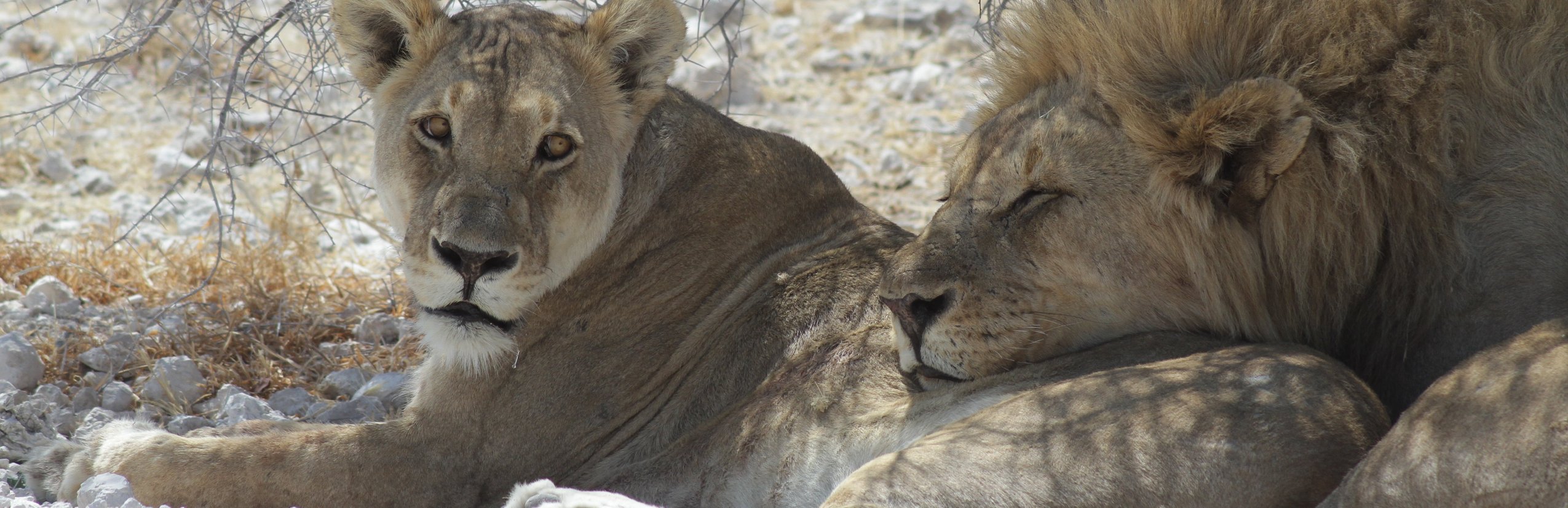 Namibia for family individuell - Namibia mit Kindern individuell - Namibia, Botswana & Simbabwe