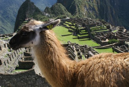 Peru Familienreise - Peru Teens on Tour - Machu Picchu und Lama