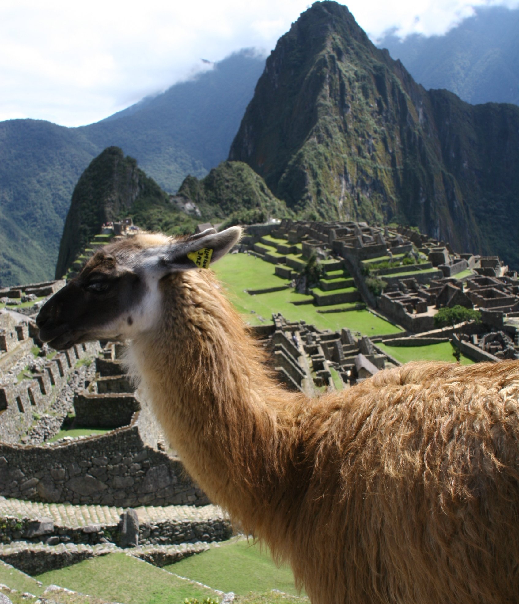 Fernreiseziele mit Kindern im Sommer - Tipps für Fernreisen im Sommer mit Kindern - Lama vor dem Machu Picchu