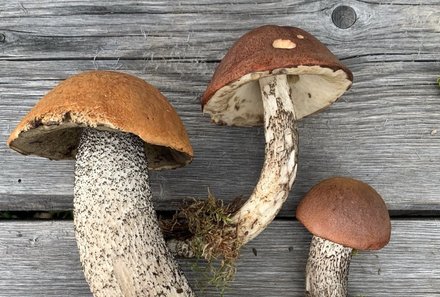 Schweden for family - Schweden Sommer - Pilze entdecken