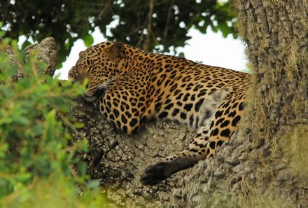 Sri Lanka Familienreise - Sri Lanka for family - Lepoard auf einem Baum