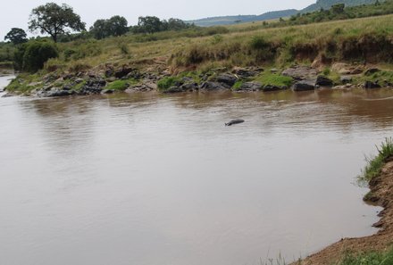 Kenia Familienreise - Kenia for family individuell - Masai Mara & Strand - Masai Mara - Flusspferde am Wasser