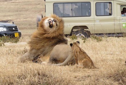 Tansania mit Kindern  - Tansania for family - Löwensichtung auf Safari
