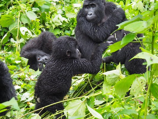 Uganda Family & Teens
