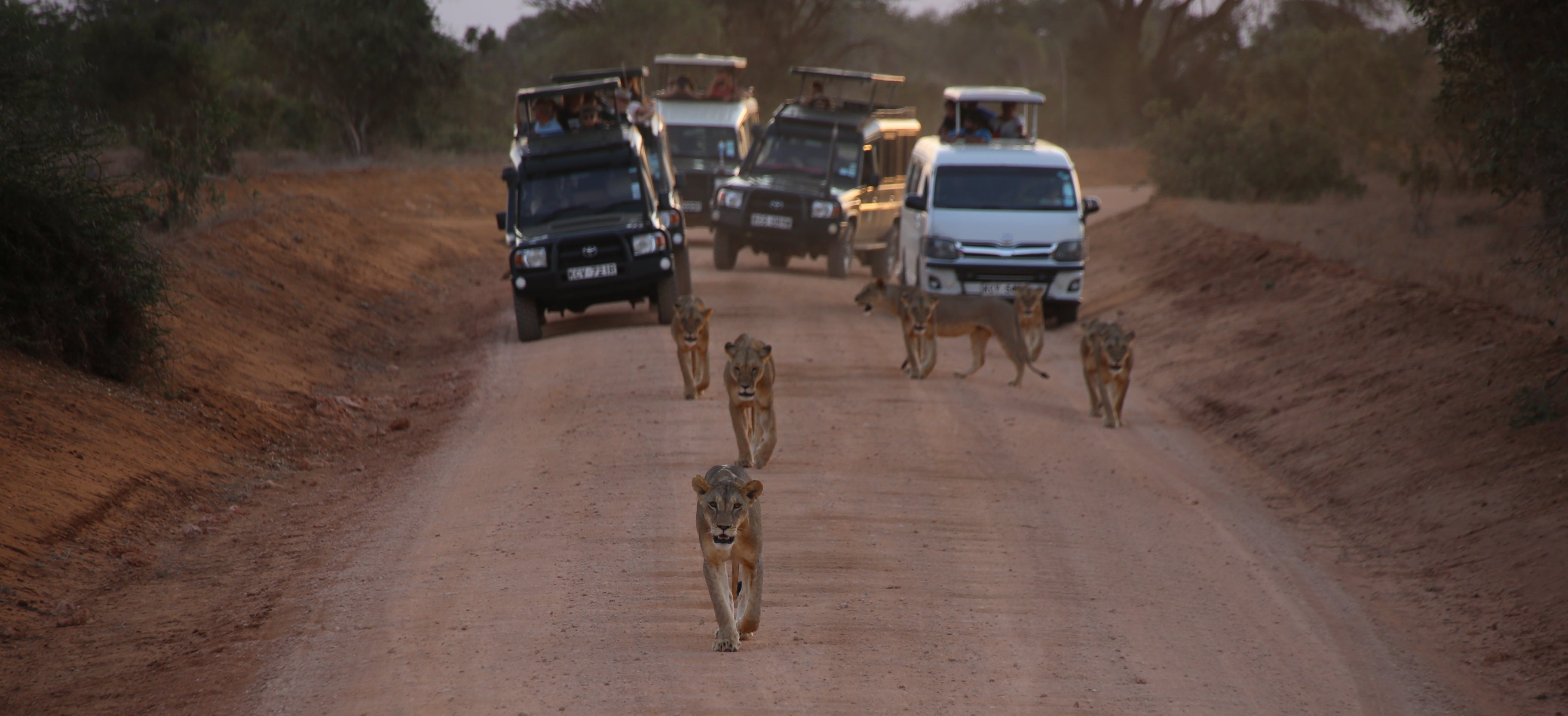 Kenia Reisebericht - Safari mit Kindern