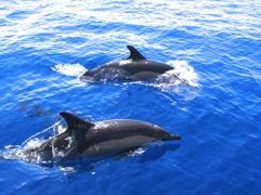 Azoren mit Kindern - Unsere Azoren For Family-Reiseleiterin - Silke von Tourbalance - Delfine