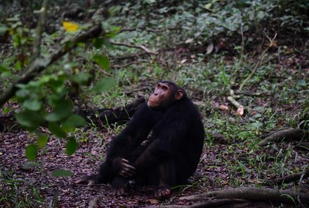 Uganda Familienurlaub - Uganda Family & Teens - Kyamboura Schlucht Schimpanse sitzt auf dem Boden
