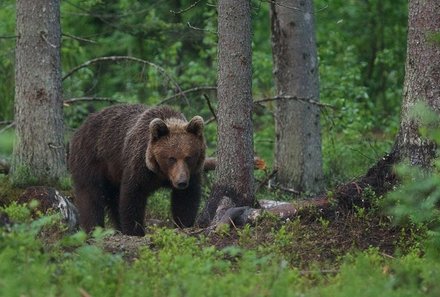 Baltikum for family individuell - Baltikum Familienreise mit Kindern - Estland - Bär im Wald