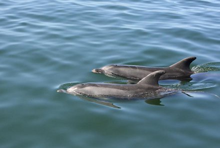 Namibia Deluxe Familienreise individuell - Swakopmund - Delfine im Wasser