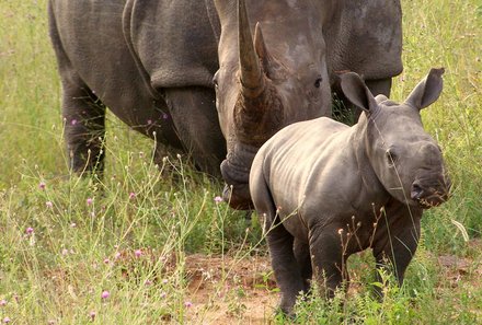 Familienreise Südafrika - Südafrika for family - Makutsi Safari Farm - Rhino Baby