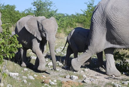 Namibia Familienreise - Namibia for family - Elefantenbaby
