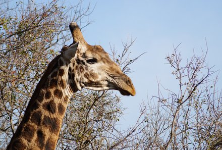 Familienreise Südafrika - Südafrika for family -best of safari - Giraffe