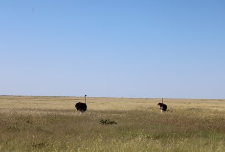 Familienreise Namibia - Namibia for family - Tiere Auasberge - Strauß