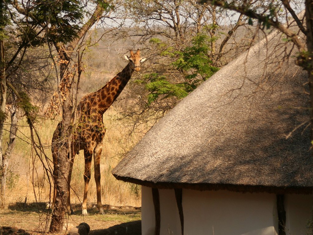 Südafrika mit Kindern - Südafrika for Family  - Rondavel