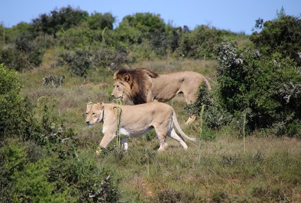 Safari Afrika mit Kindern - Safari Urlaub mit Kindern - beste Safari-Gebiete - Addo Elephant Nationalpark - Löwen