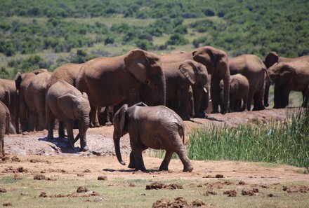 Familienurlaub Garden Route - Garden Route for family - Addo Elephant Nationalpark