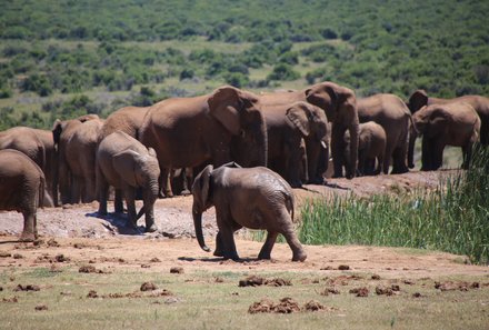 Garden Route mit Kindern  - Addo