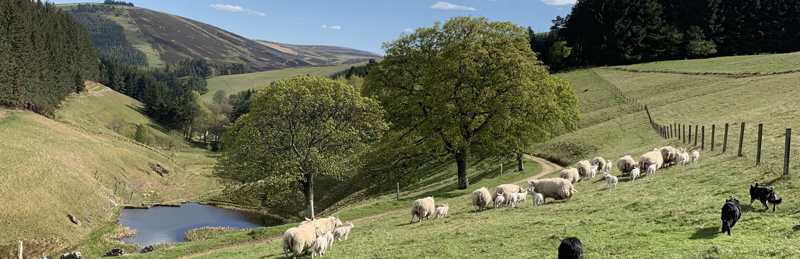 Schottland Familienreise - Schottland mit Kindern - Landschaft mit Hunden und Schafen auf der Farm