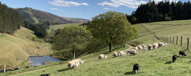 Schottland Familienreise - Schottland mit Kindern - Landschaft mit Hunden und Schafen auf der Farm
