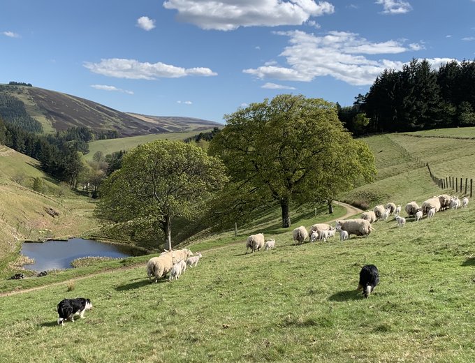 Schottland Familienreise - Schottland mit Kindern - Landschaft mit Hunden und Schafen auf der Farm