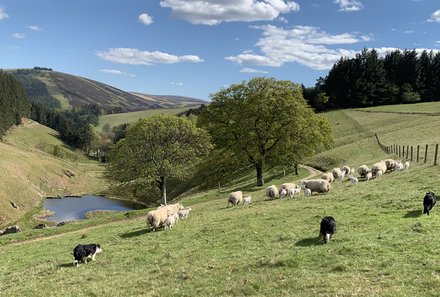 Schottland Familienreise - Schottland mit Kindern - Hütehunde Border Collies auf der Farm