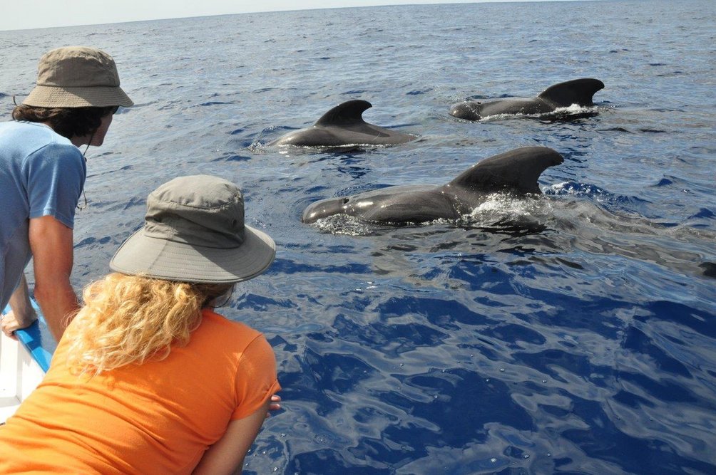 La Gomera mit Kindern - Reisende schauen auf Delfine im Wasser