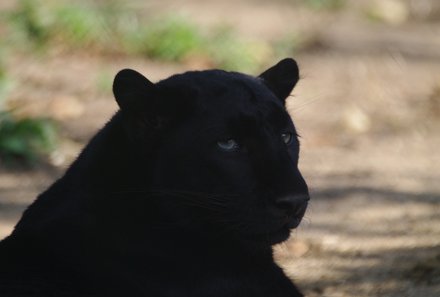 Familienreise Südafrika - Südafrika for family - Makutsi Safari Farm - Gepard