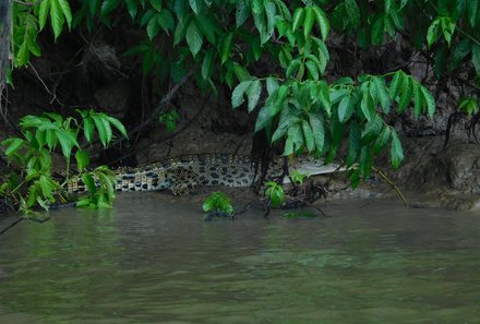 Malaysia mit Kindern - Malaysia Urlaub mit Kindern - Flusssafari Kinabatangan - Krokodil