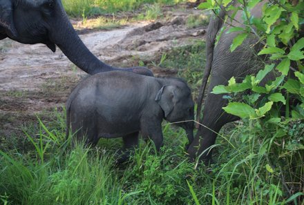 Sri Lanka young family individuell - Sri Lanka Individualreise mit Kindern - Besuch des Elephant Transit Home - Elefantenbaby