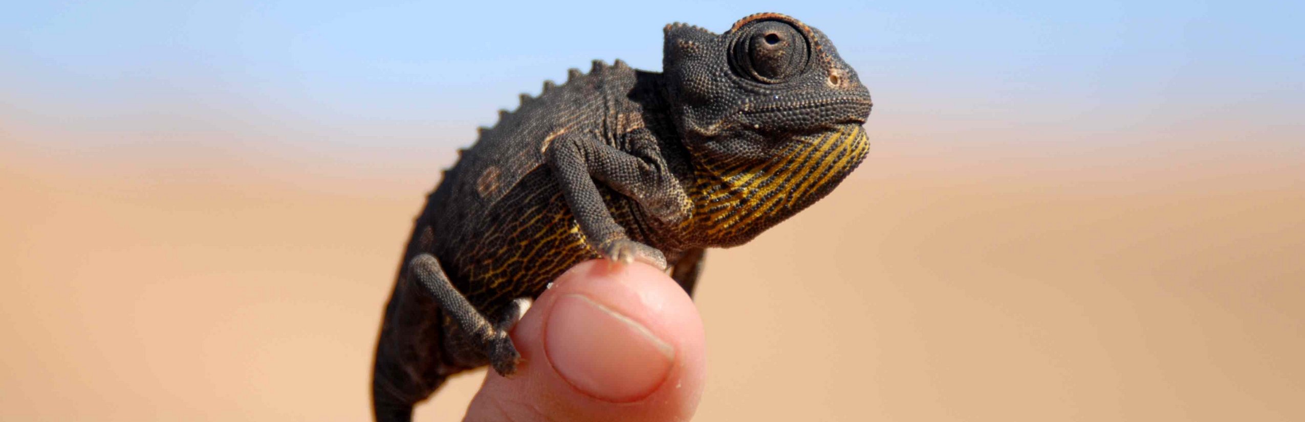 Namibia Reisen mit Kindern - Die Little Five auf der Living Desert Tour entdecken - Wüstenchamäleon